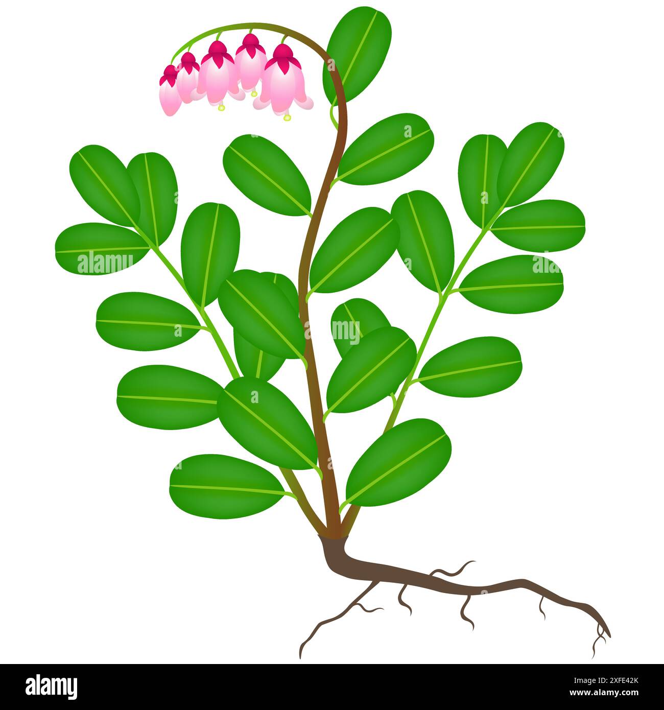 Bush with small green leaves Stock Vector Images - Alamy