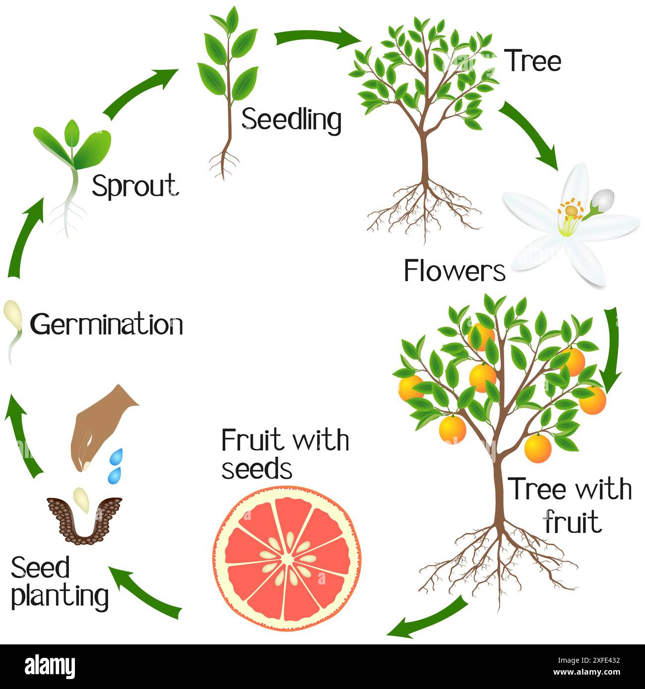 Life cycle of a flower drawing hi-res stock photography and images - Alamy