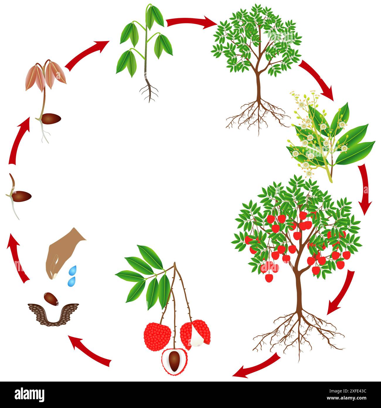 Cycle of growth of a lychee tree on a white background Stock Vector ...