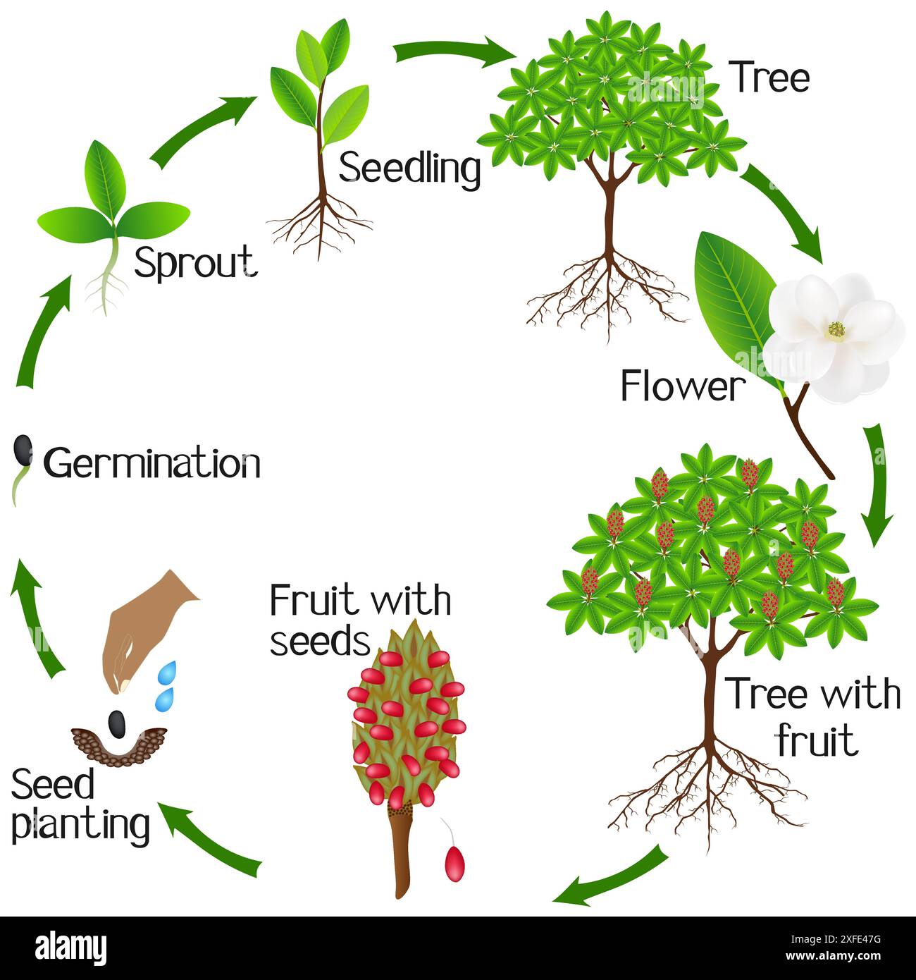 A growth cycle of a magnolia Grandiflora plant on a white background ...