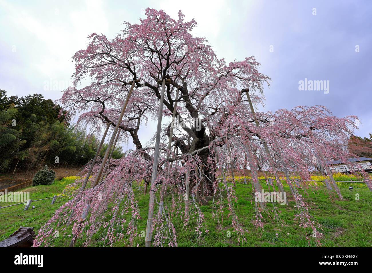 Miharu Takizakura, (cherry tree more than 1,000 years old) at ...