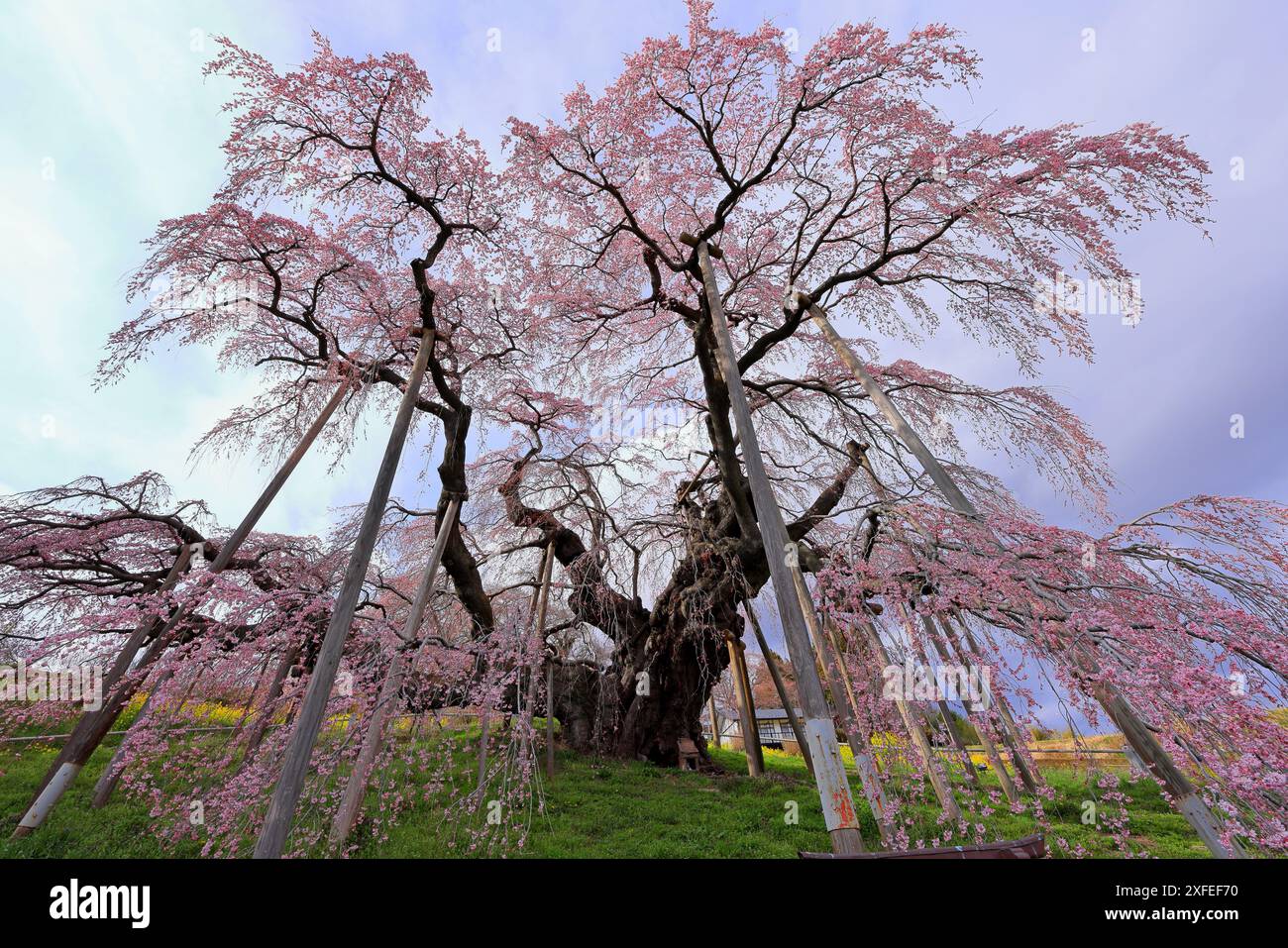 その他 MEGASPACEMOLLY100% Blooming-Sakura MEGASPACEMOLLY 100% Blooming-Sakura