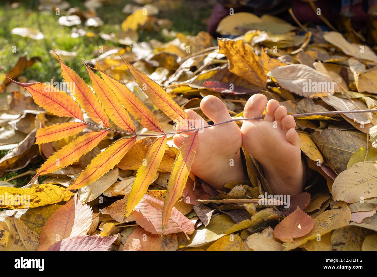 Barefoot on fallen leaves hi-res stock photography and images - Alamy