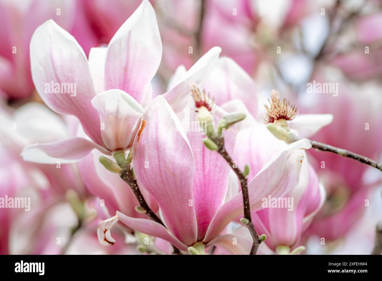 Magnolia Sulanjana flowers with petals in the spring season. beautiful ...