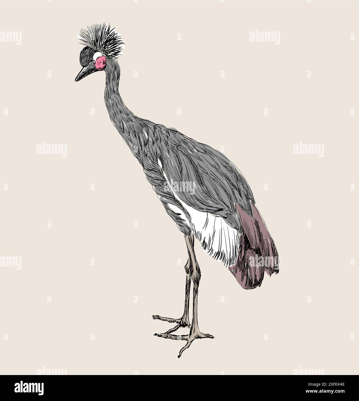 Vector Crowned Crane sketch on a beige background. Stock Vector