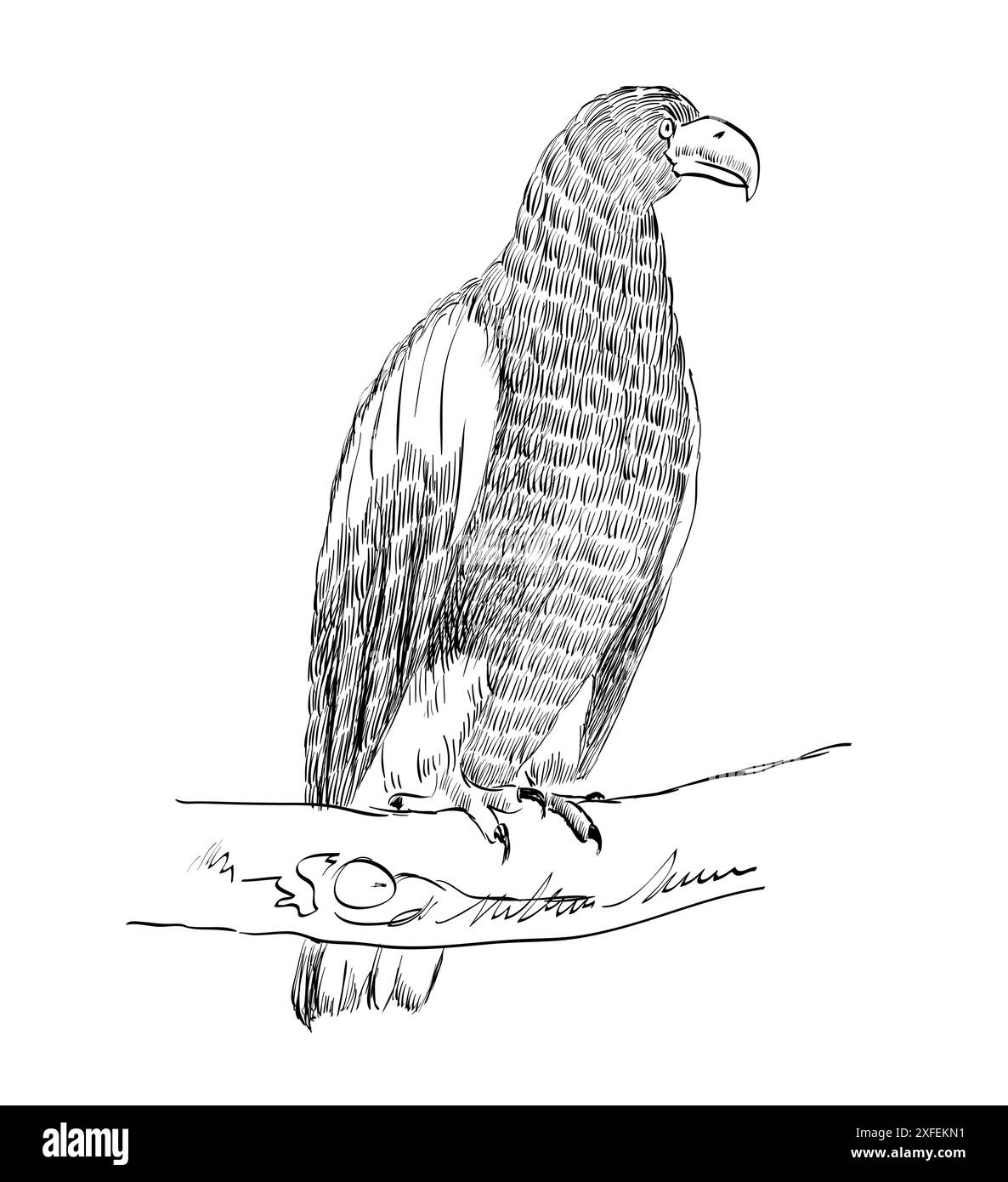 sketch of an eagle sitting on a branch Stock Vector Image & Art - Alamy