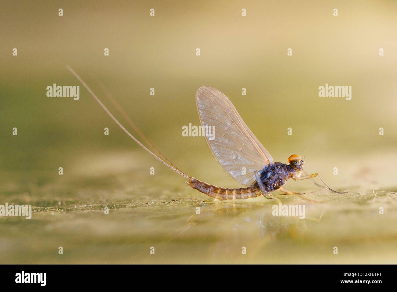 mayflies (Ephemeroptera), after hatching, Germany Stock Photo