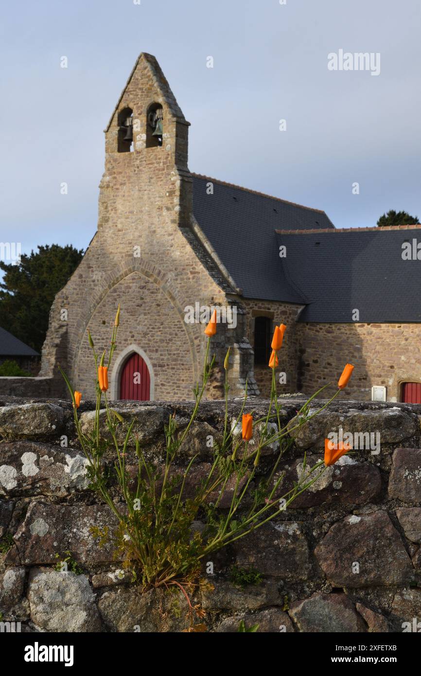 Californian poppy, California poppy, gold poppy (Eschscholzia californica), blooming at an old stone wall at the chapel of Vieux Bourg de Pleherel, Fr Stock Photo