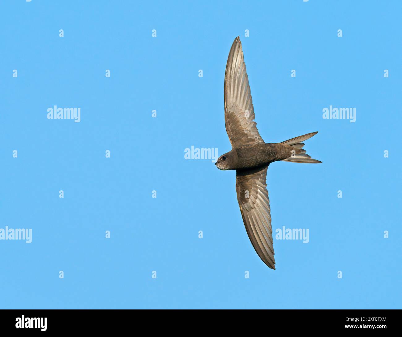 Showing undersides hi-res stock photography and images - Alamy