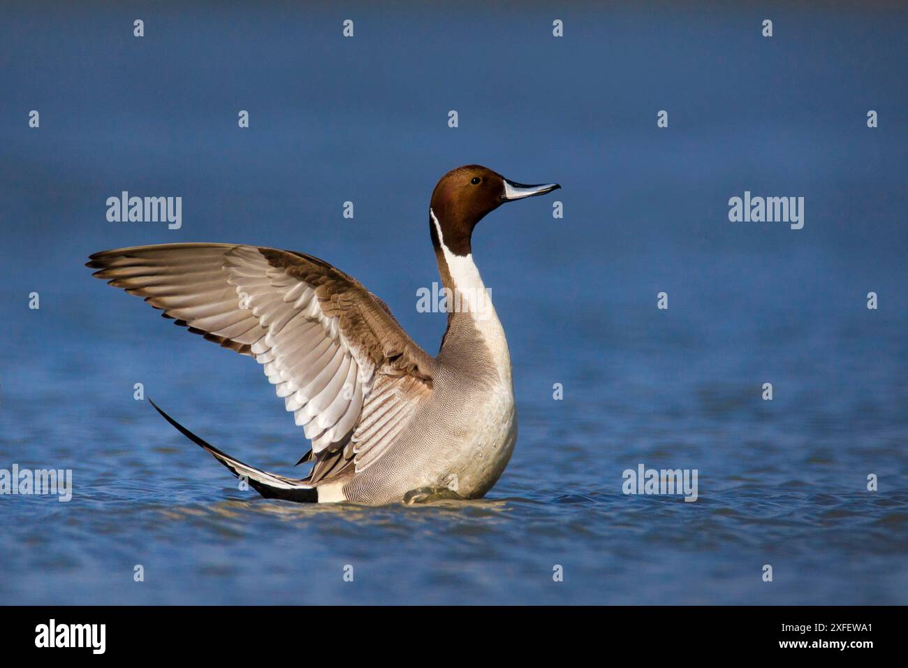 northern pintail, pintail (Anas acuta), drake standing in shallow water ...