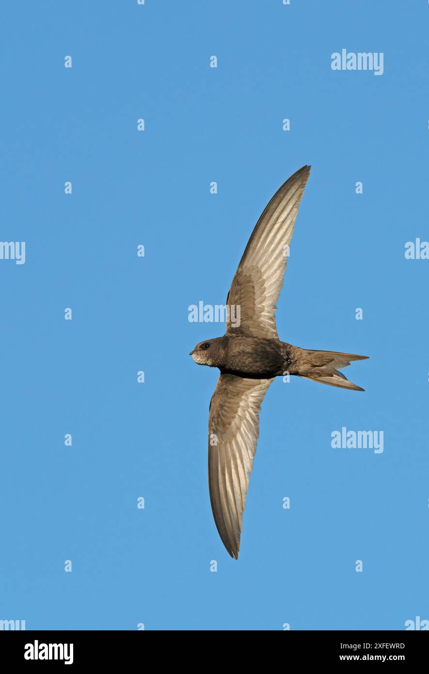 Eurasian swift (Apus apus), in flight, showing underside, Netherlands ...