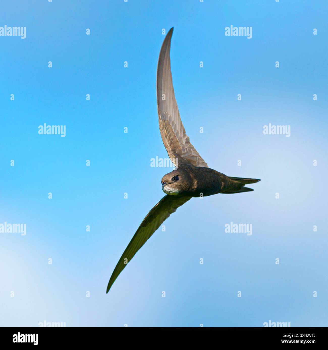 Eurasian swift (Apus apus), in flight, showing underside, Netherlands ...