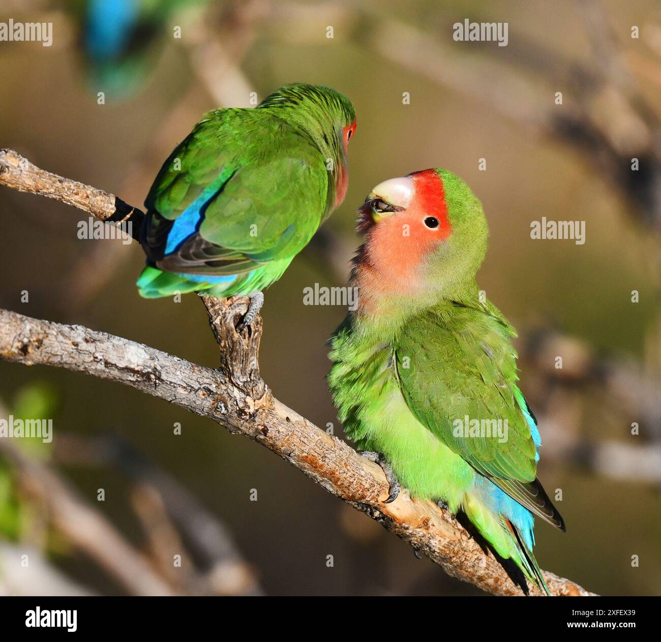 peach-faced-lovebird-agapornis-roseicollis-pair-sitting-on-a-branch