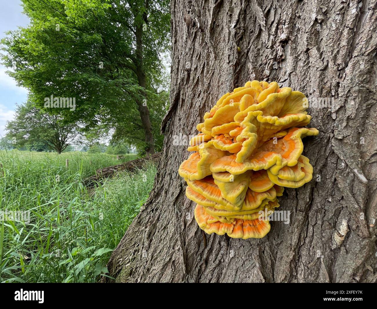 Laetiporus sulphureus common names hi-res stock photography and images ...