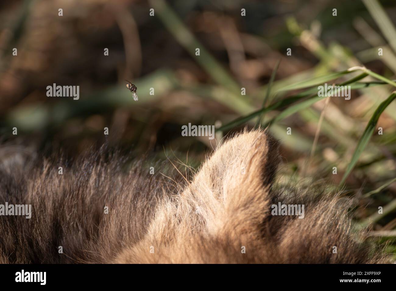 Cheetah ear and fly. Stock Photo