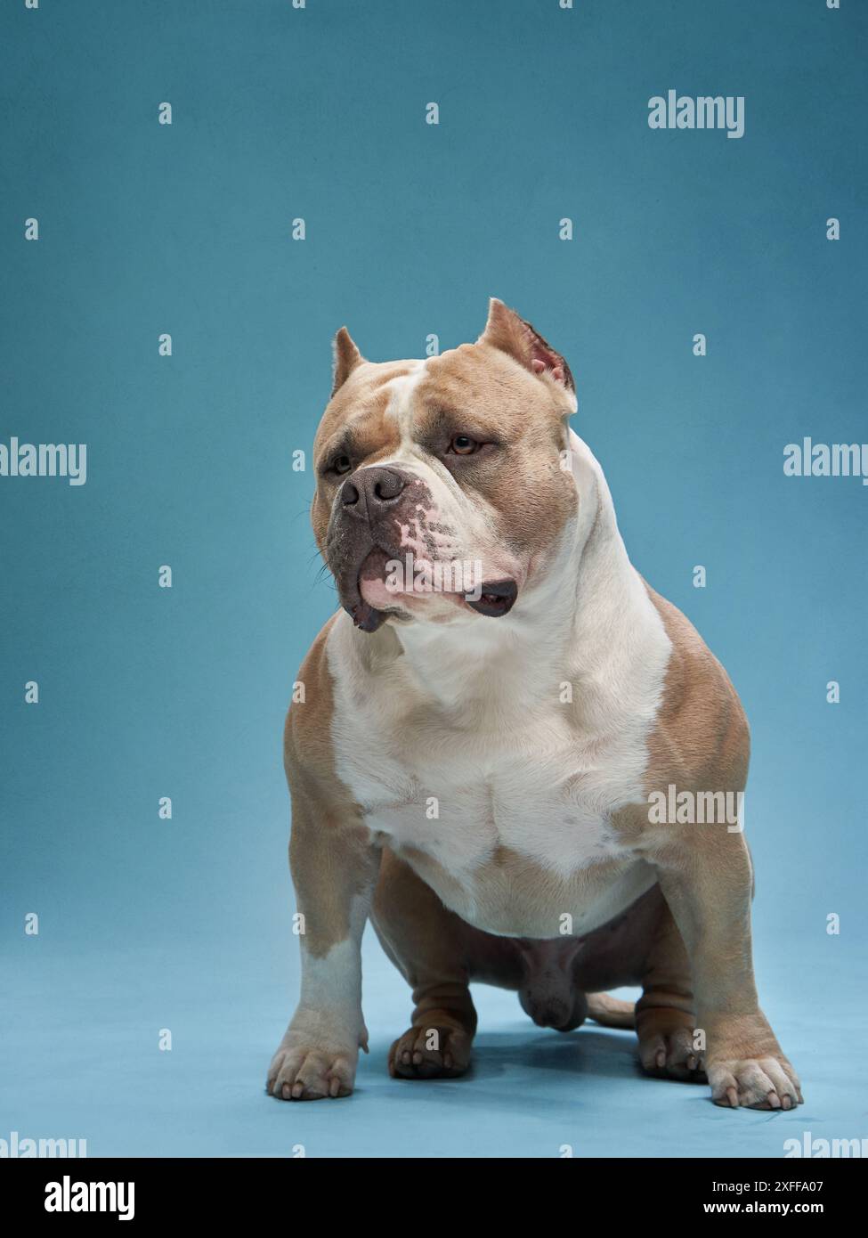 Robust Rio Dog Robust stature hi-res stock photography and images - Alamy