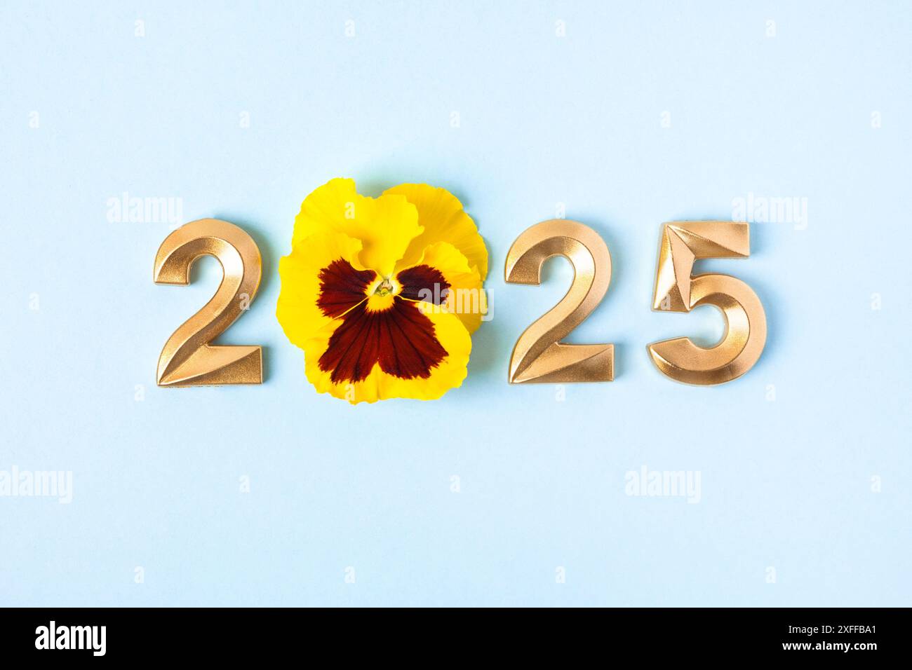 Gold Numbers And Yellow Viola Flowers On Blue Background 2025 New Year Gold Numbers And Yellow Viola Flowers On Blue Background 2025 New Year Idea Concept Simple And Clean Design Happy New Year 2025 And Merry Christmas 2XFFBA1