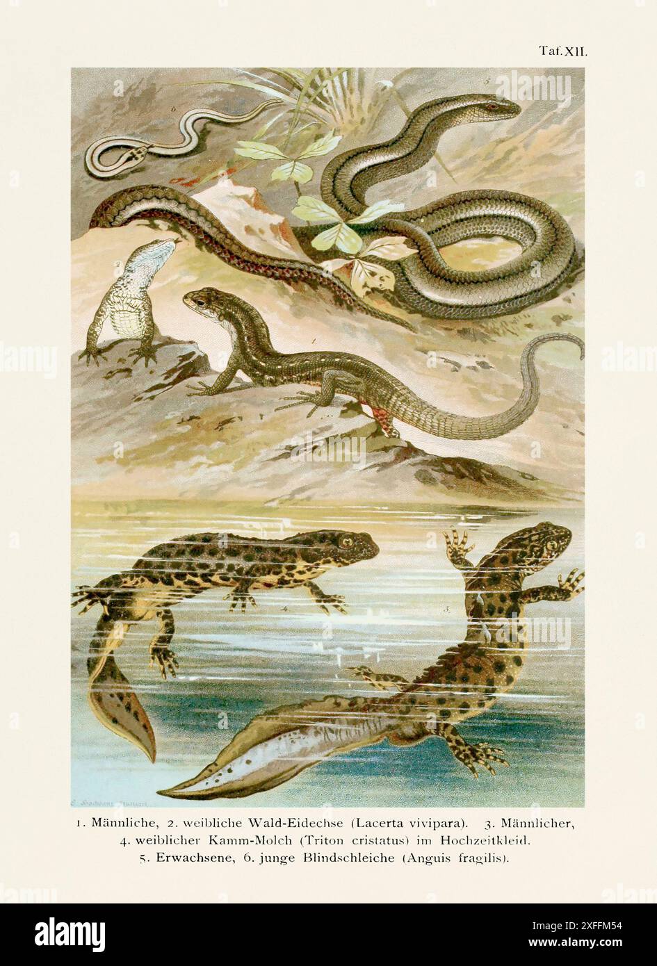 Vintage snake, lizard and newts illustration from a 19th-century book ...