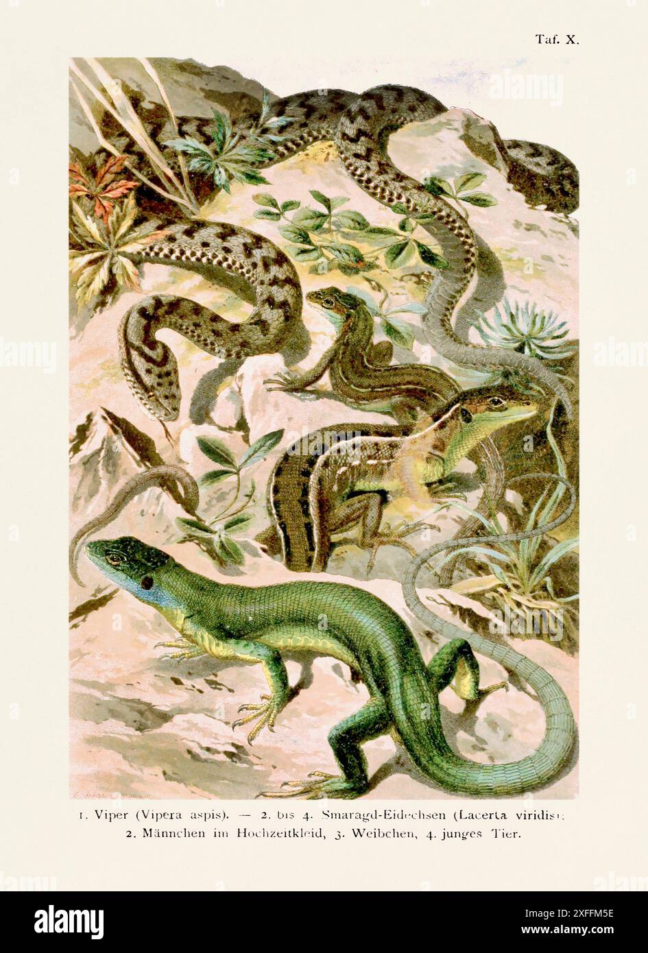 Vintage snake and lizards illustration from a 19th-century book about ...