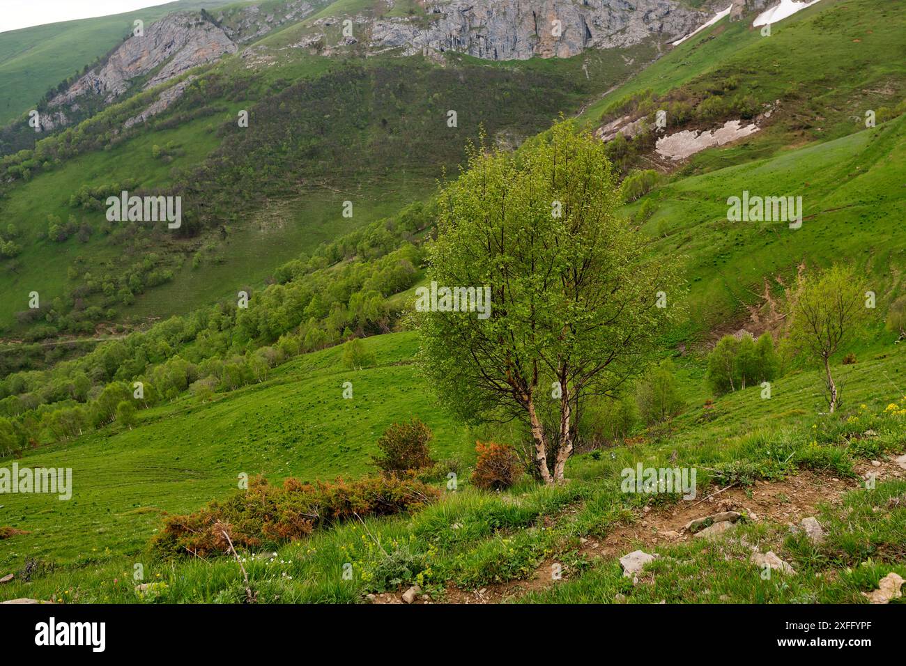 Hillside with a tree and rocky mountain background Stock Photo - Alamy