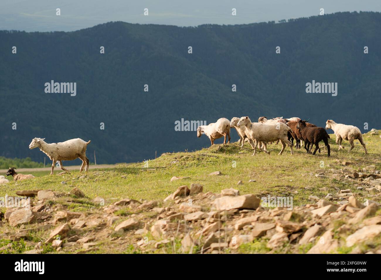 Flock of sheep and goats grazing on a hillside with a mountainous ...