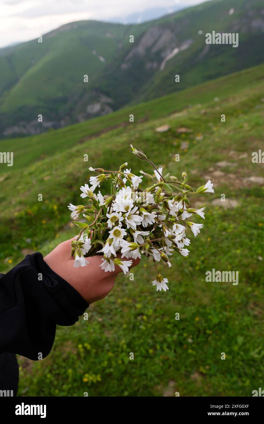 Hand holding a bouquet of white wildflowers with green mountains in the background. Cerastium alpinum.  Mouse-ears or mouse-ear chickweeds Stock Photo