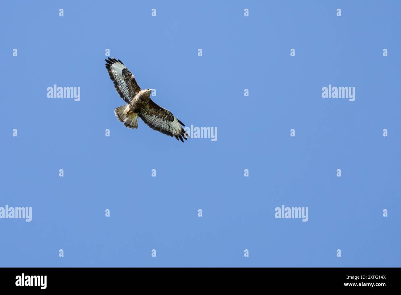 Large broad rounded wings hi-res stock photography and images - Alamy