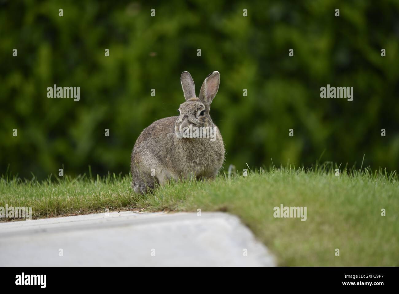 European Rabbit (Oryctolagus cuniculus) Sitting in Grass, Facing Camera, against a Green Foliage Background, taken in mid-Wales, UK in May Stock Photo