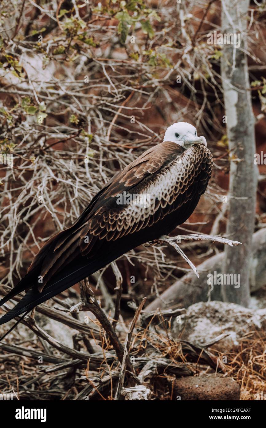 Adult female magnificent frigatebird perched on a branch at North Seymour, Galapagos, Ecuador. Stock Photo