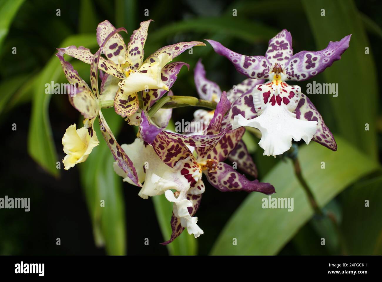 the-yellow-dark-purple-and-freckled-oncostele-wildcat-orchids-at-full