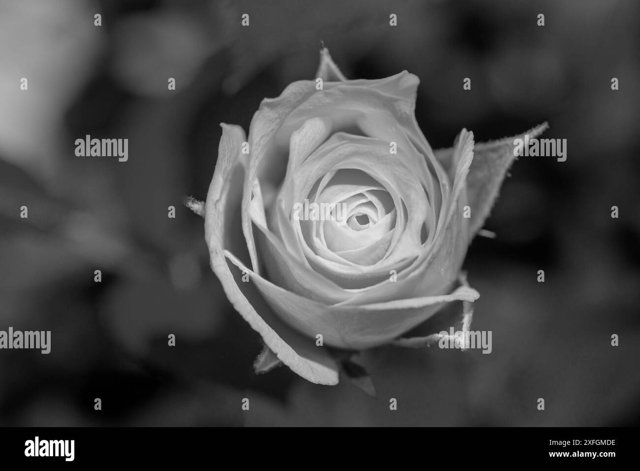 Petal loss Black and White Stock Photos & Images - Alamy