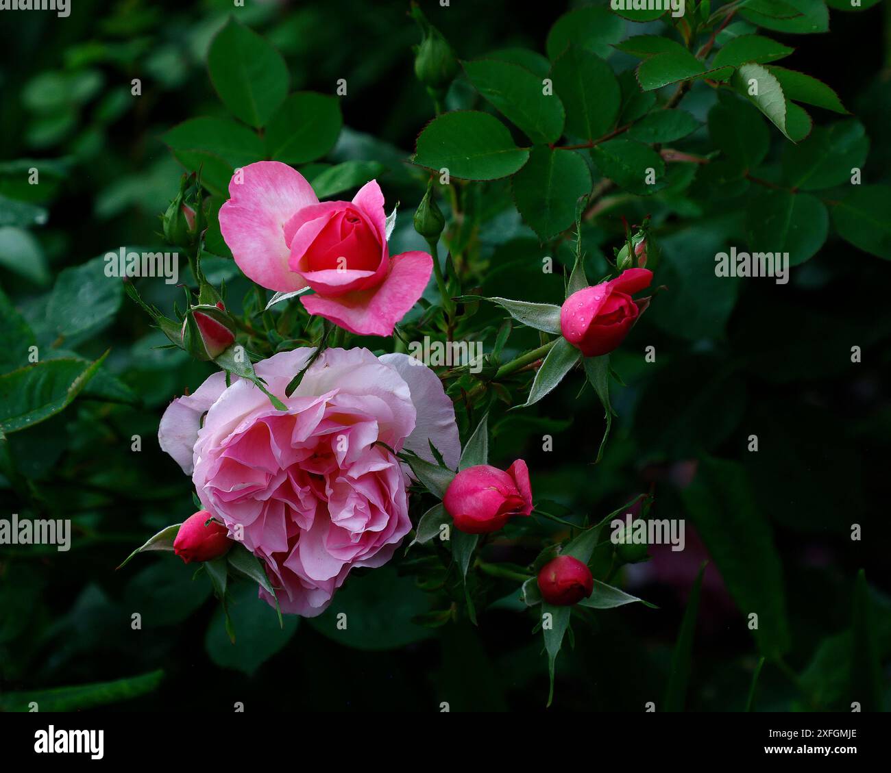 Closeup of the pink flower of the repeat flowering David Austin English ...
