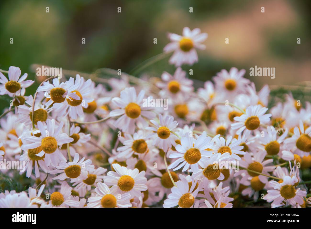 Floral photo with chamomile flowers at the meadow Stock Photo - Alamy