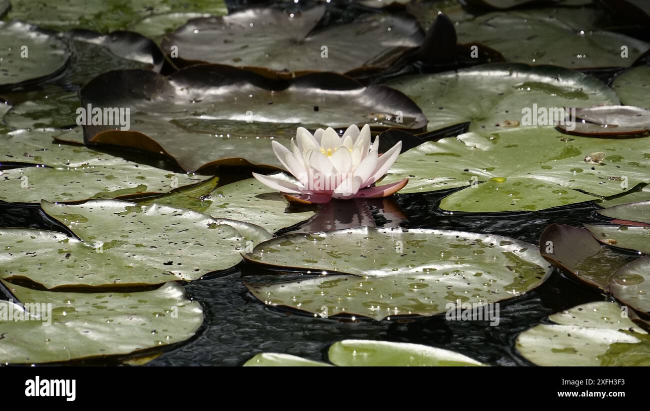 Water lily among pads hi-res stock photography and images - Alamy