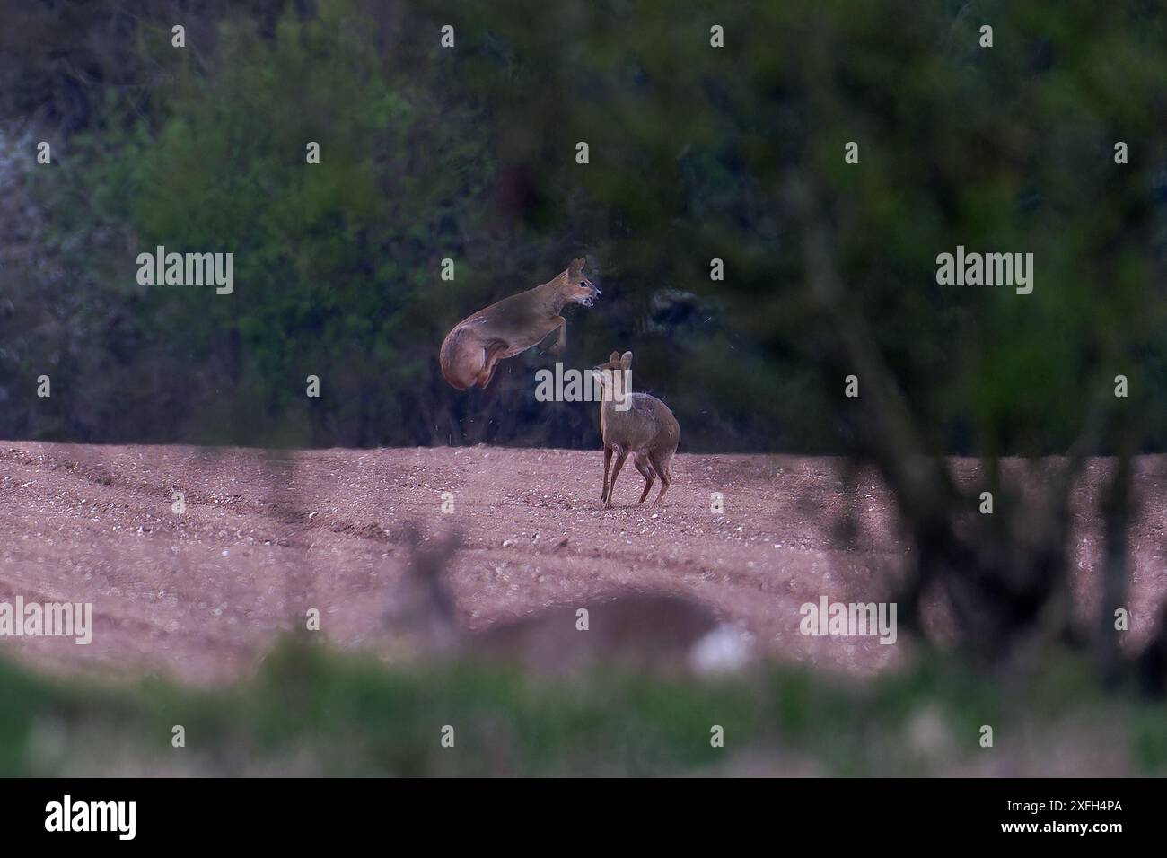 Chinese water deer -Hydropotes inermis display aggression. Stock Photo