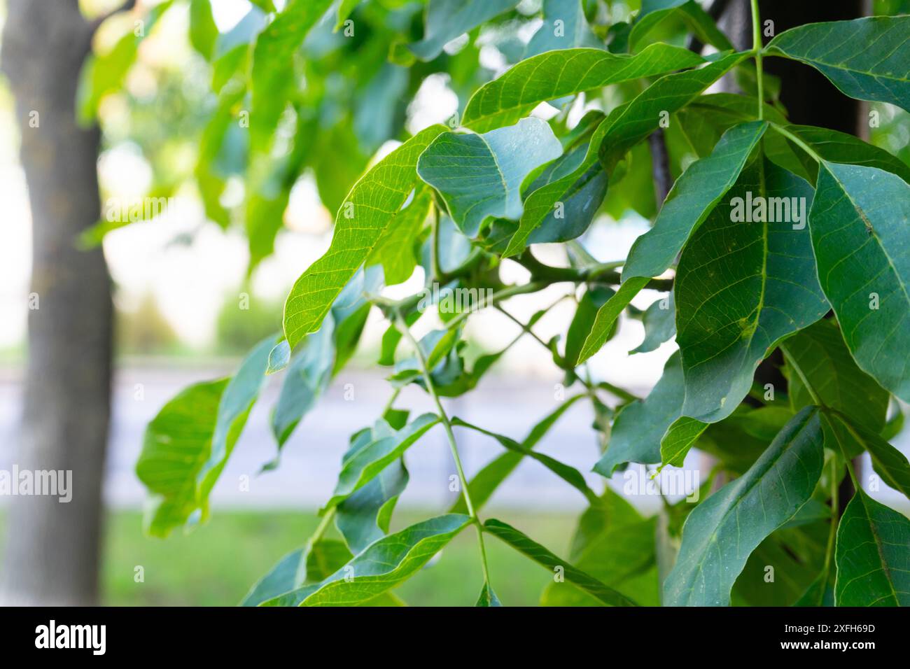 Green walnut leaves close-up on blurred background. Stock Photo