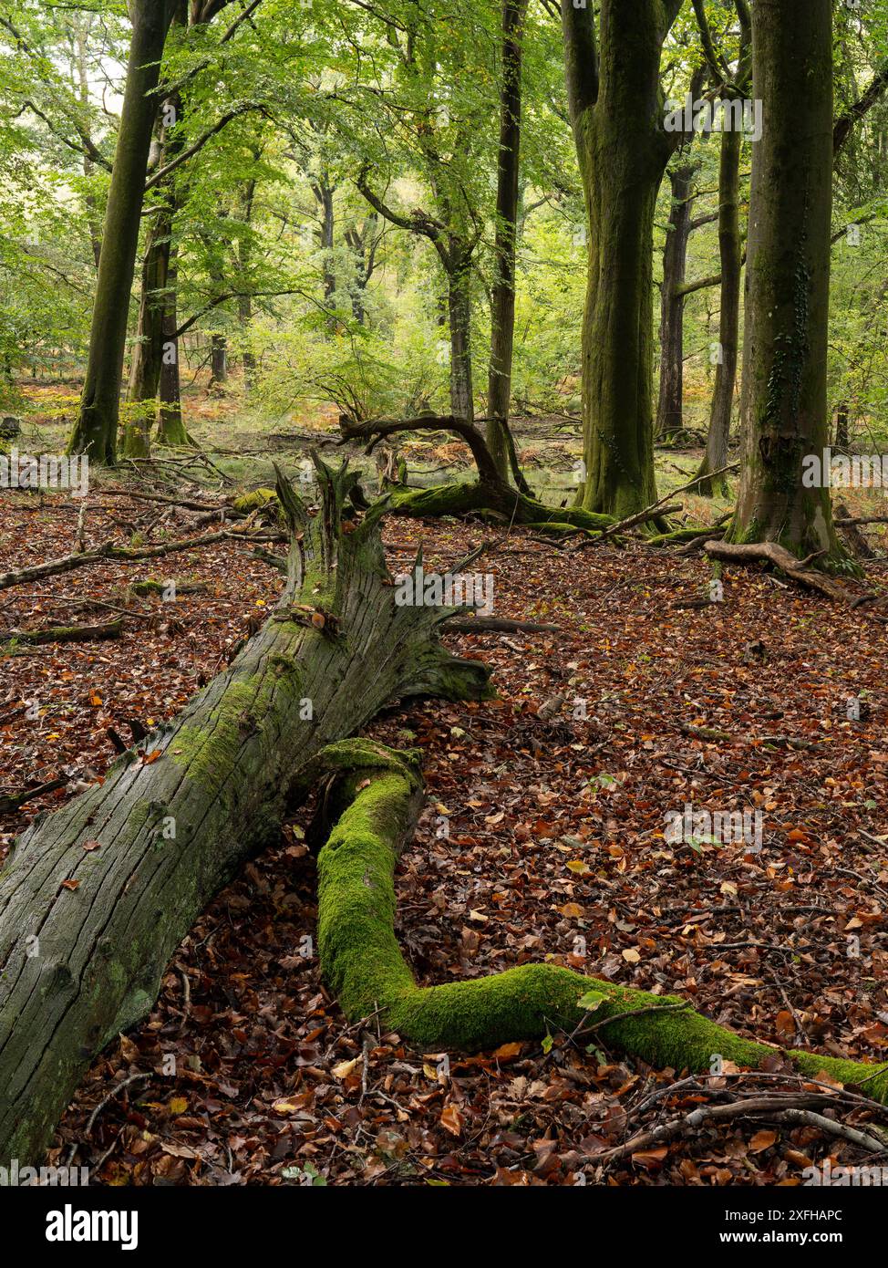 Forestry england beechenhurst forest hi-res stock photography and ...