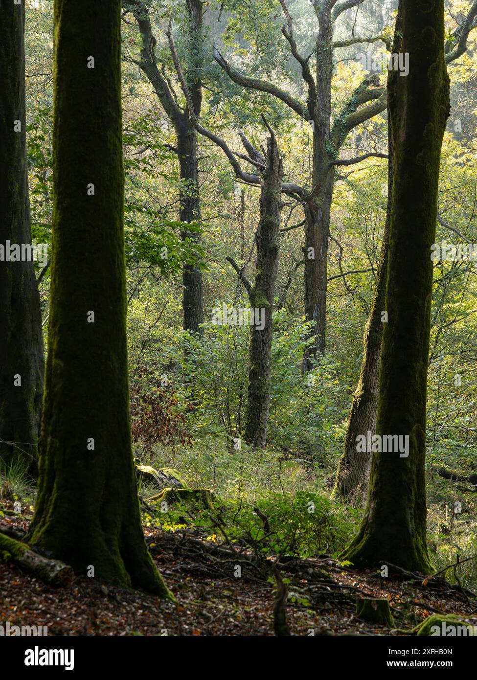 Forestry england beechenhurst forest hi-res stock photography and ...