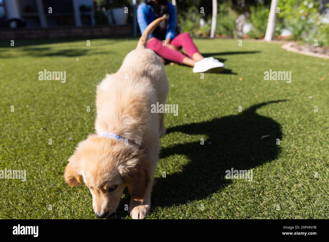Playing in yard, puppy exploring grass while woman sitting in background Stock Photo