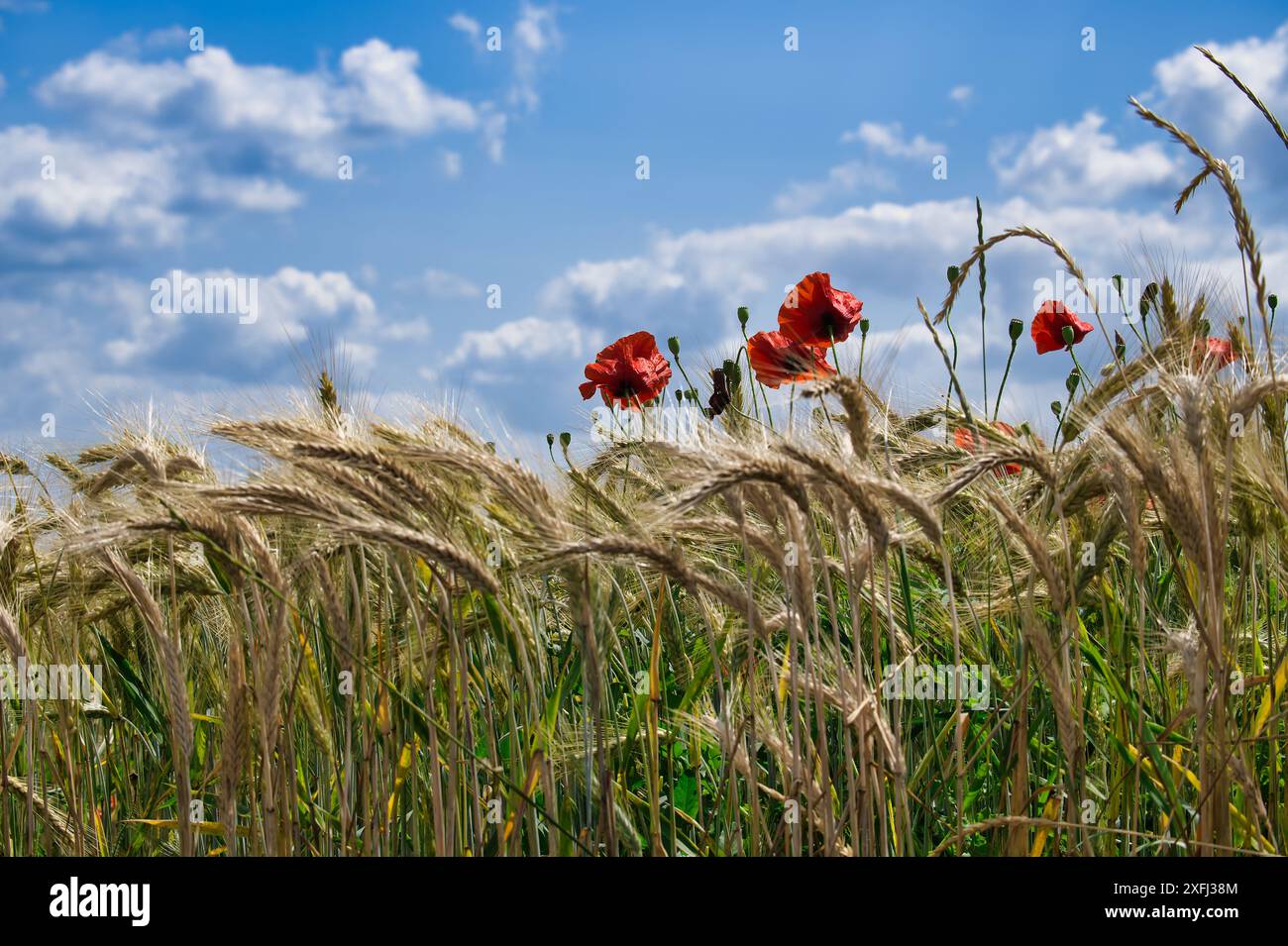 Meadow poppies under blue hi-res stock photography and images - Alamy