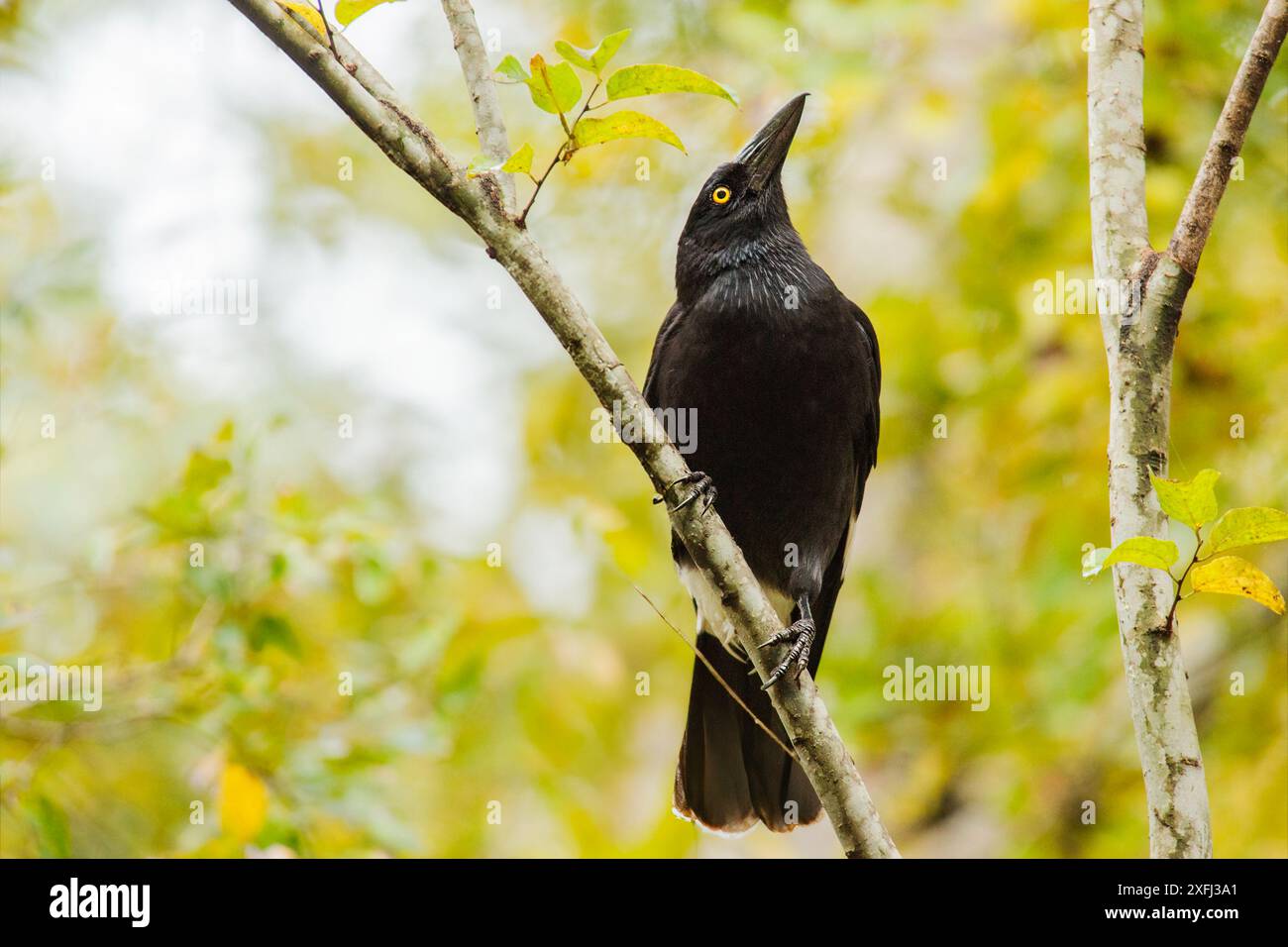 The pied currawong is a black passerine bird native to eastern Australia and Lord Howe Island. One of three currawong species in the genus Strepera. Stock Photo