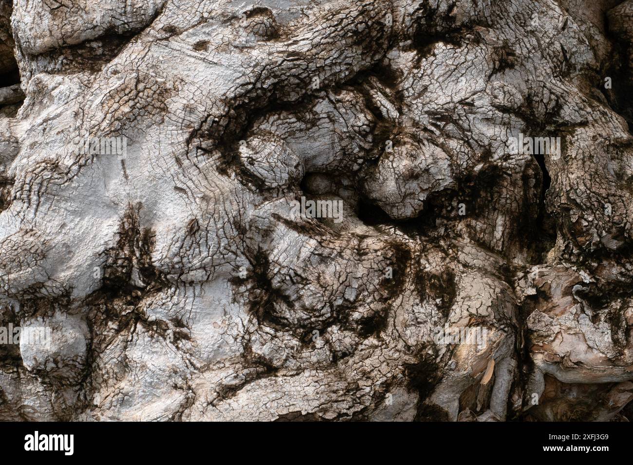 Texture of Root Plant for nature background Stock Photo - Alamy