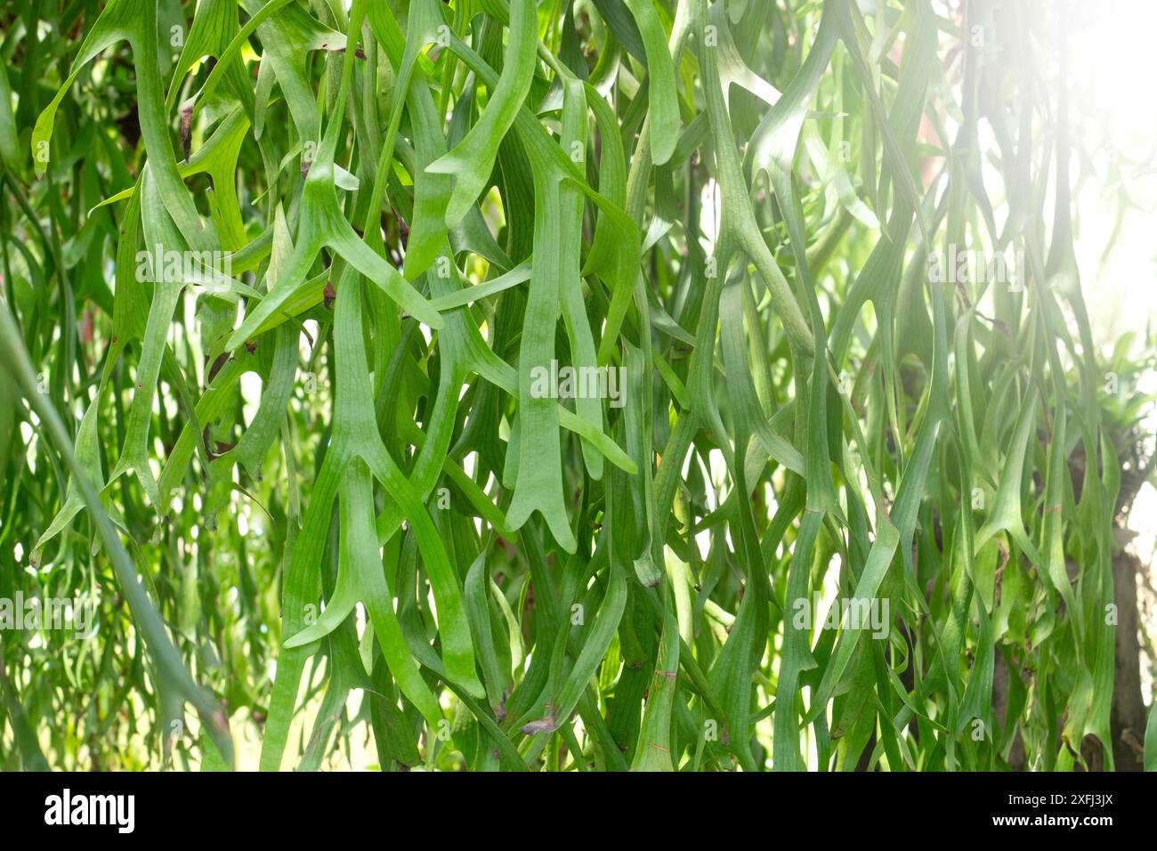 Staghorn fern tree branch hi-res stock photography and images - Alamy