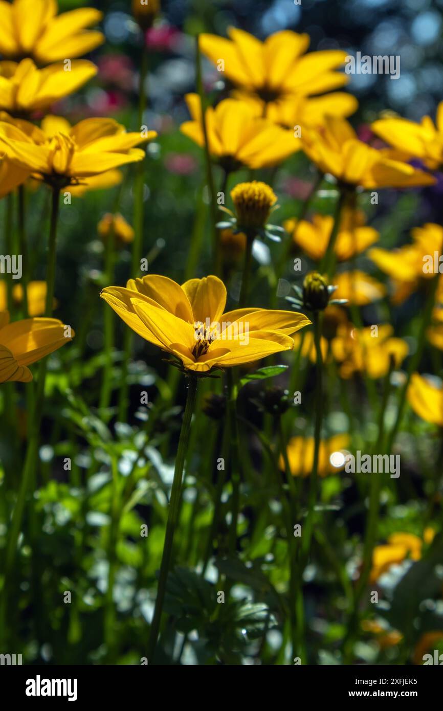 Goldilocks Rocks Bidens Ferulifolia, Goldilocks Rocks or Apache Beggarticks, yellow ...