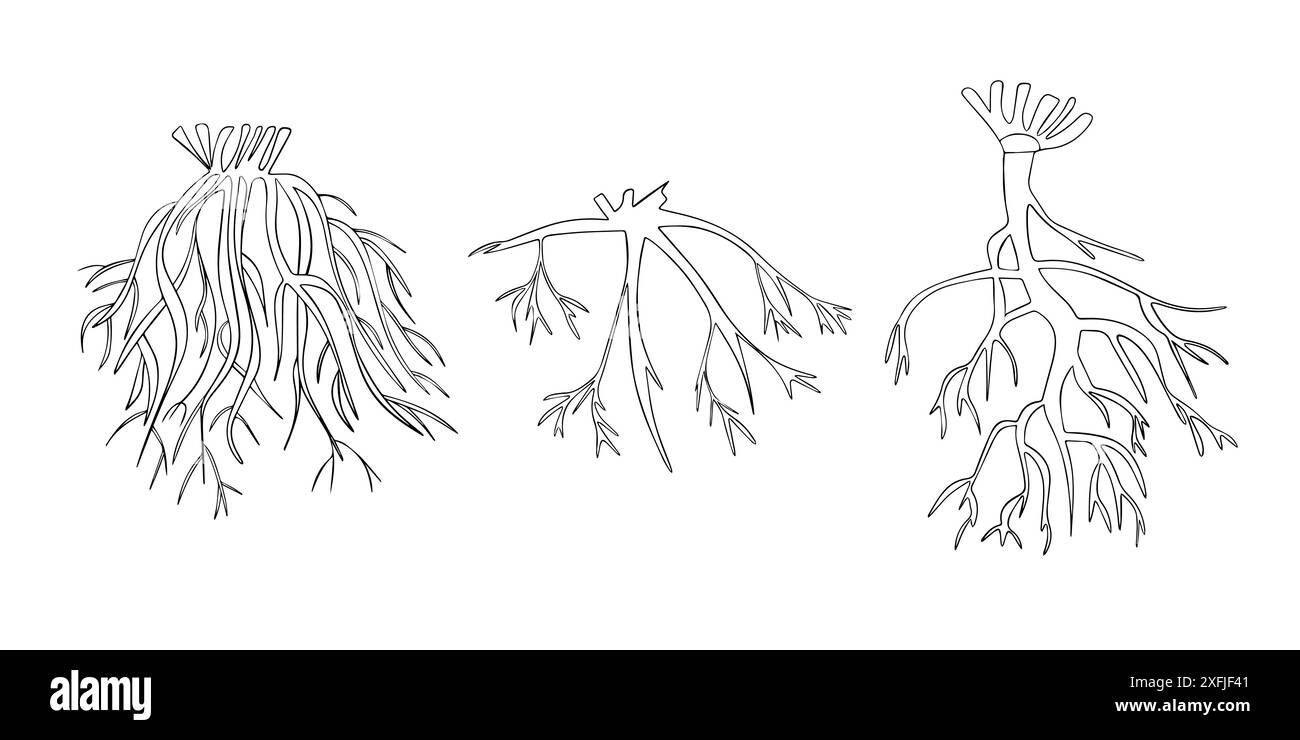 Vector isolated illustration of types of tree root systems. Stock Vector