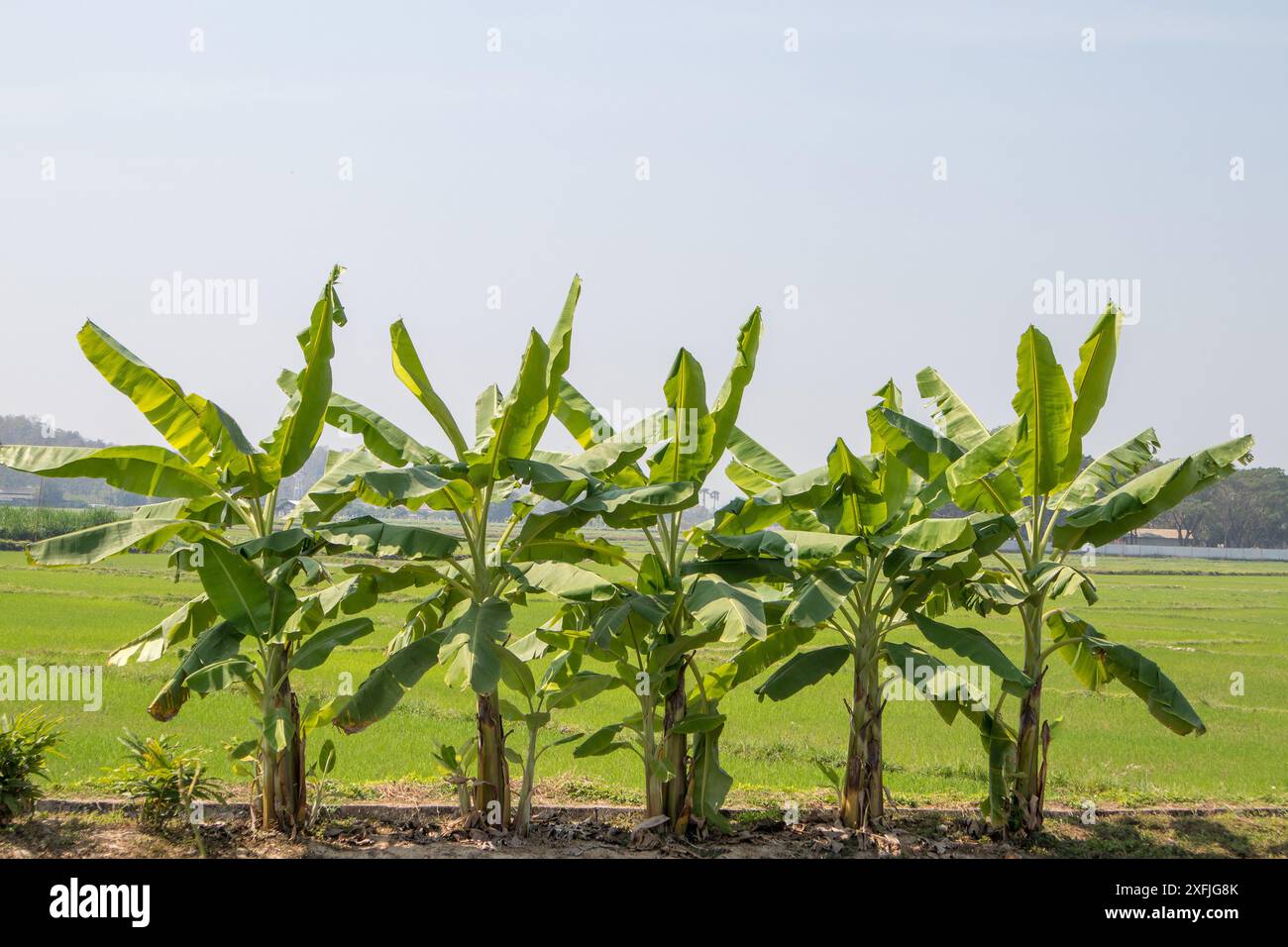 Banana tree plantation hires stock photography and images Alamy
