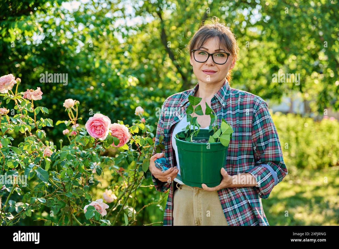 Woman with pot rooting rose cuttings, rooting, growing new plants from ...