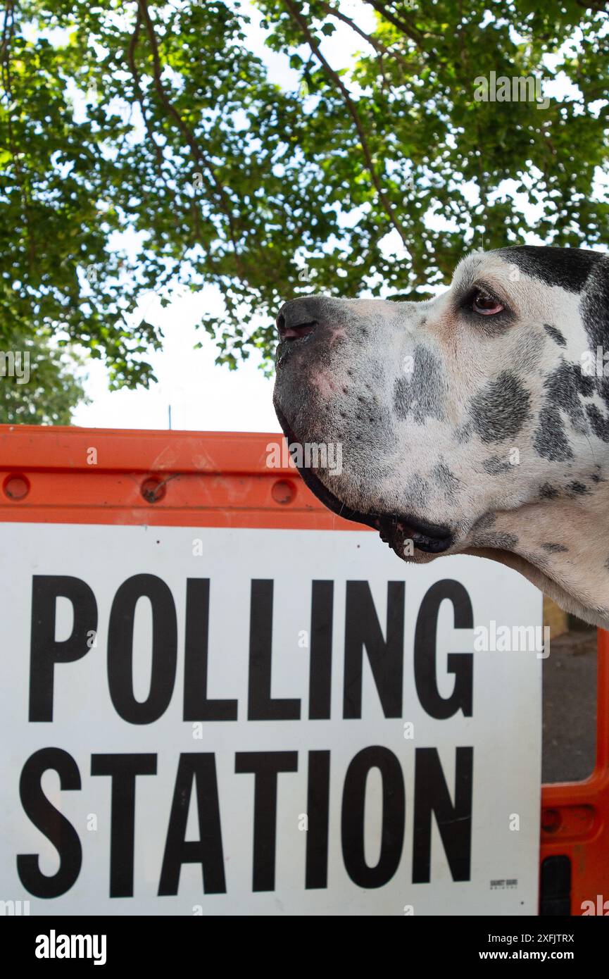 Eton Wick, Windsor, Berkshire, UK. 4th July, 2024. Chester the Great Dane outside the Polling Station in the village of Eton Wick, Windsor, Berkshire on General Election Day. Credit: Maureen McLean/Alamy Live News Stock Photo