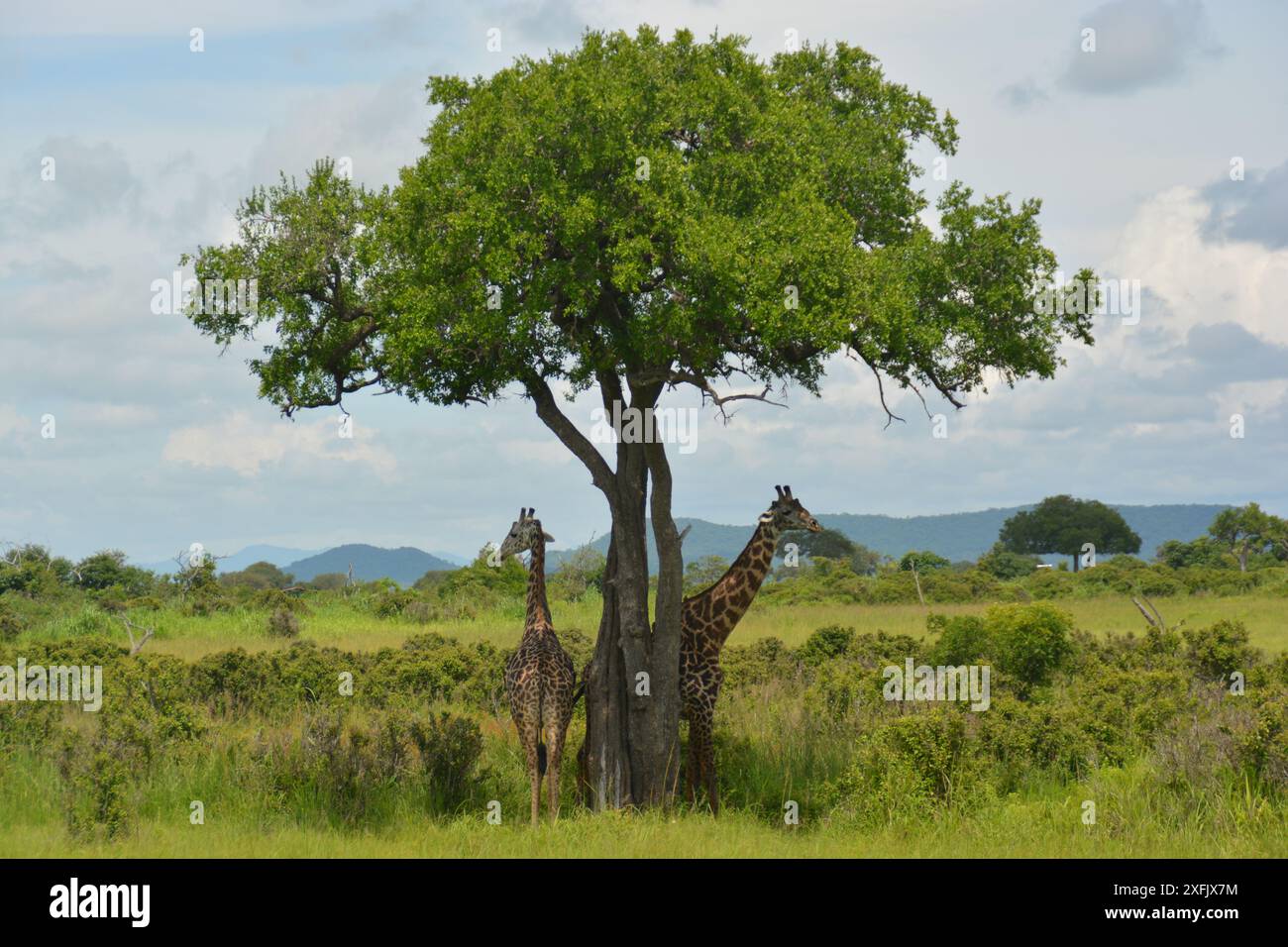 Girafes en afrique hi-res stock photography and images - Alamy