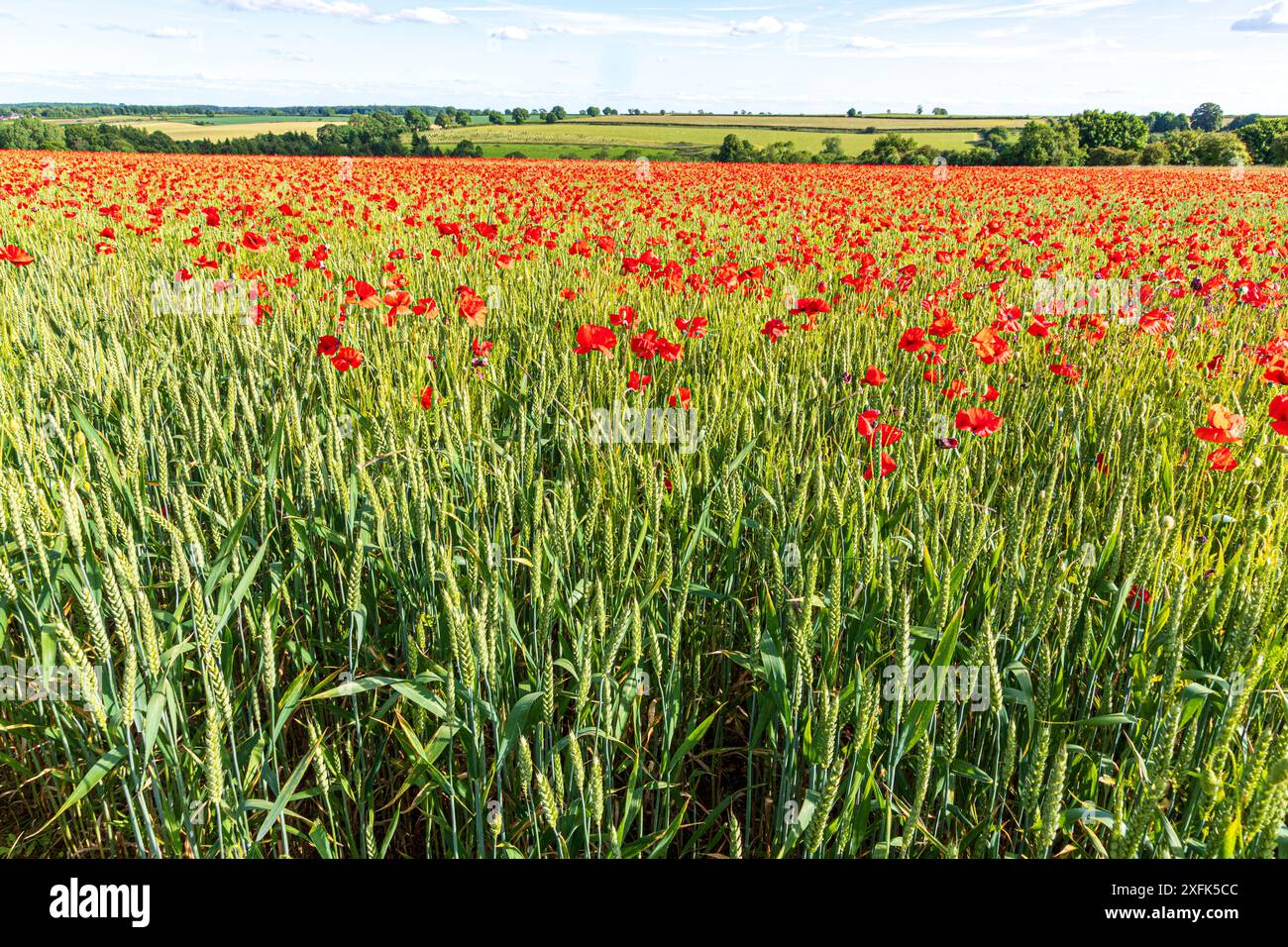 Red poppies growing in a field of wheat near Enstone, Chipping Norton ...